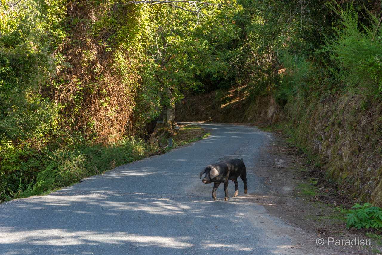 Tiere auf Korsikas Strassen